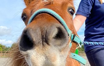 Photo of Charlie (Shetland)