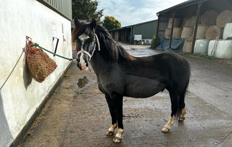 Photo of Jasper