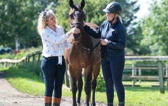 Photo of Various companion horses